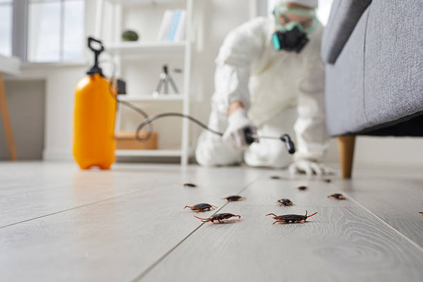 Commercial Kitchen Cockroach Control in Johnsburg